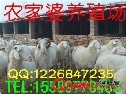 畜牧局推廣，重點養殖基地，【小尾寒羊】羔羊養殖基地e原始圖片2
