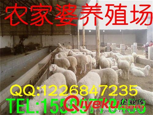 畜牧局推廣，重點養殖基地，【小尾寒羊】羔羊養殖基地e原始圖片3