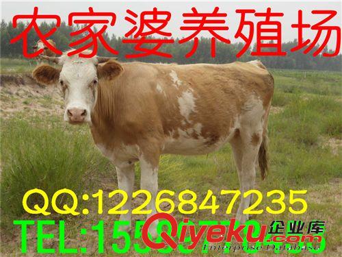 急售大量魯西黃牛 種牛 西門塔爾牛 種牛養(yǎng)殖技術(shù)e原始圖片2
