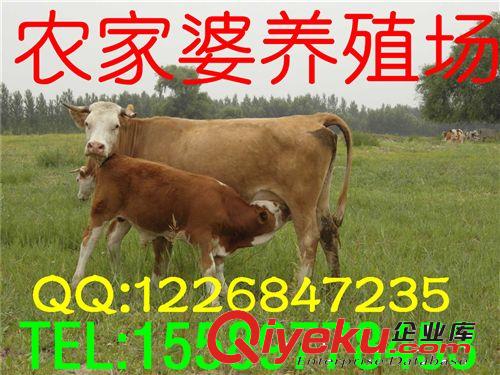 急售大量魯西黃牛 種牛 西門塔爾牛 種牛養(yǎng)殖技術(shù)e原始圖片3