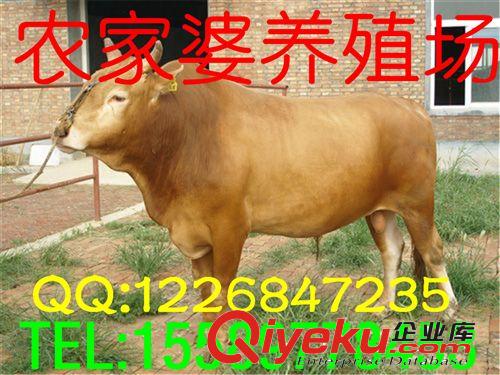 本場(chǎng)供應(yīng)出售魯西黃牛肉牛和{zx1}的養(yǎng)殖技術(shù)e