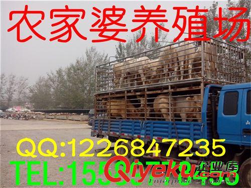 本場(chǎng)供應(yīng)出售魯西黃牛肉牛和{zx1}的養(yǎng)殖技術(shù)e原始圖片3