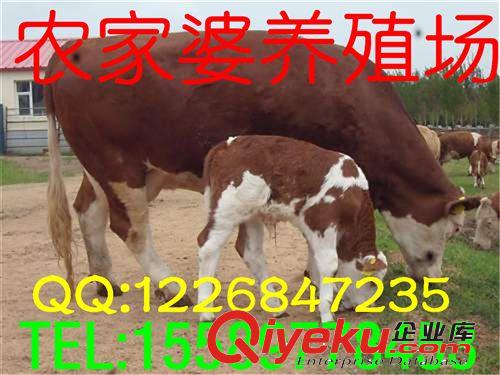 山東項目養殖西門塔爾牛，育肥牛致富創業項目指定牧業e