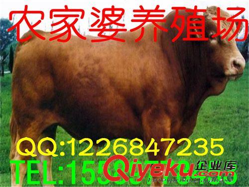 供應西門塔爾牛，售后服務，可簽訂保障訂單，工商檢測e