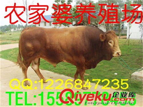 利木贊牛牛犢 養(yǎng)殖，銷售緊跟時(shí)代 的步伐，高薪聘請(qǐng)專家指導(dǎo)e原始圖片2