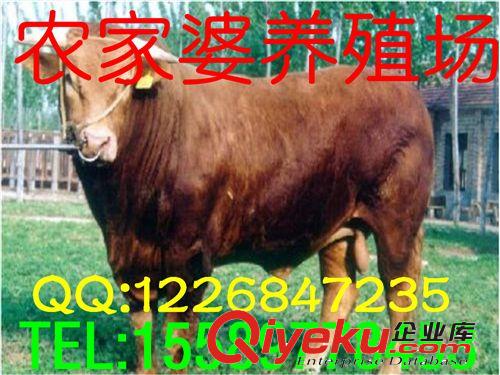 利木贊牛牛犢 養(yǎng)殖，銷售緊跟時(shí)代 的步伐，高薪聘請(qǐng)專家指導(dǎo)e原始圖片3