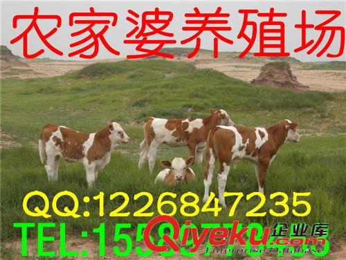 供應西門塔爾牛，售后服務，可簽訂保障訂單，工商檢測e