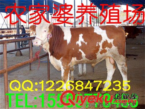 供應西門塔爾牛，售后服務，可簽訂保障訂單，工商檢測e