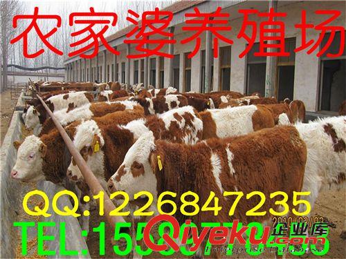 供應西門塔爾牛，售后服務，可簽訂保障訂單，工商檢測e