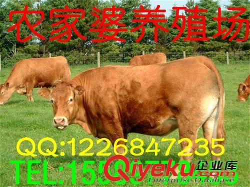 供應西門塔爾牛，售后服務，可簽訂保障訂單，工商檢測e