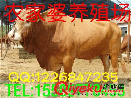 農(nóng)民項目養(yǎng)殖 【魯西黃牛】肉牛苗，育肥牛致富創(chuàng)業(yè)項目e原始圖片3