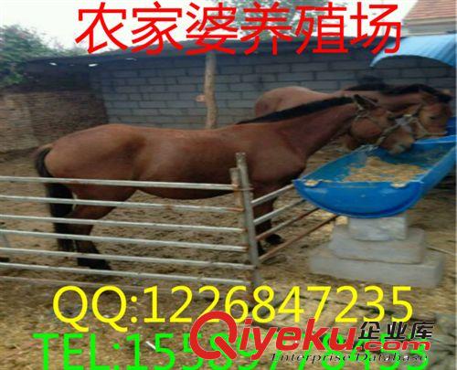 農(nóng)民項目養(yǎng)殖 【魯西黃牛】肉牛苗，育肥牛致富創(chuàng)業(yè)項目e