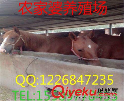 農家婆養殖場批發騎乘馬匹，馬駒，肉馬駒 半混血寶馬，騎馬原始圖片2