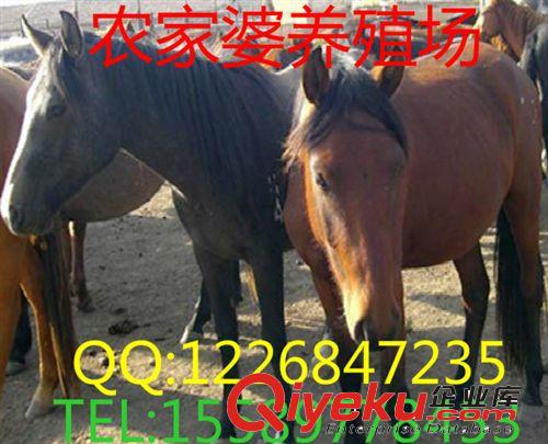 畜牧局推廣 ，馬駒，肉馬駒，，半混血寶馬，騎馬  蒙古馬原始圖片3