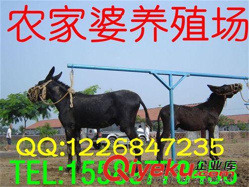 供應銷售出售 養殖緊跟時代的步伐，高薪聘請專家指導e