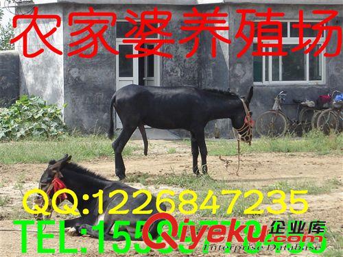 出售【肉驢】?jī)r(jià)格，【養(yǎng)殖】，【批發(fā)】，收購(gòu)，【養(yǎng)殖場(chǎng)e