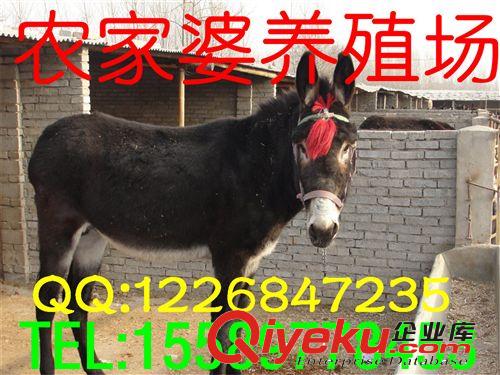 畜牧局推廣，政府特定補(bǔ)貼對(duì)象[【肉驢駒】場(chǎng)批發(fā)價(jià)格e