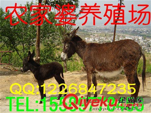 肉驢苗市場(chǎng)批發(fā)價(jià)格，農(nóng)戶聯(lián)合養(yǎng)殖 辦理 農(nóng)村致富項(xiàng)目e