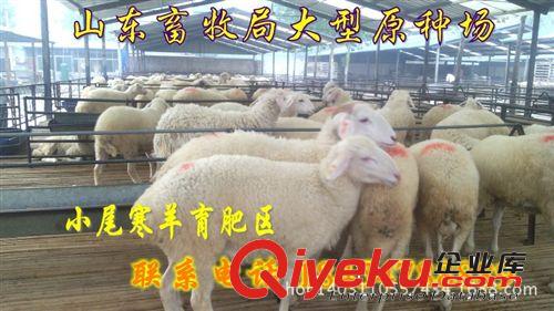 買多少只肉羊免費送貨  煙臺市{zx1}肉羊價格