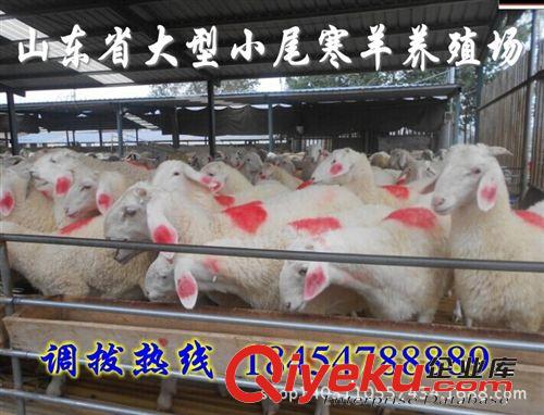買多少只肉羊免費送貨  煙臺市{zx1}肉羊價格原始圖片3