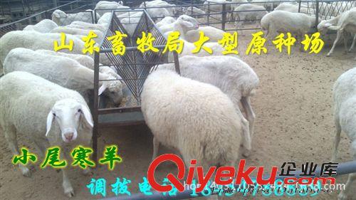 {zd0}肉羊養殖場基地  駐馬店市批發肉羊