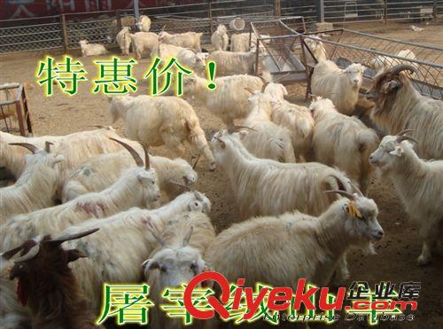 小尾寒羊母羊價格  敦煌市肉羊屠宰效益