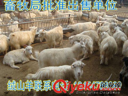 小尾寒羊母羊價格  敦煌市肉羊屠宰效益原始圖片2