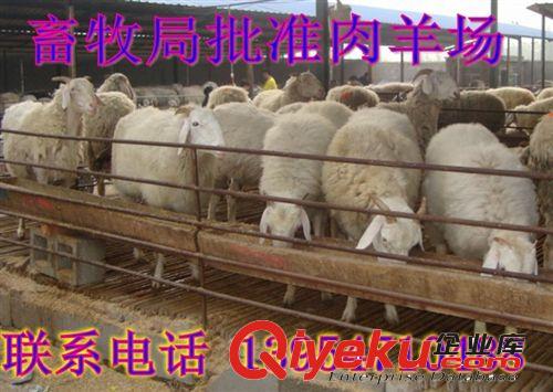 小尾寒羊母羊價格  敦煌市肉羊屠宰效益原始圖片3