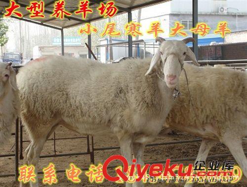 一級(jí)肉羊價(jià)格  南陽市批發(fā)肉羊原始圖片2