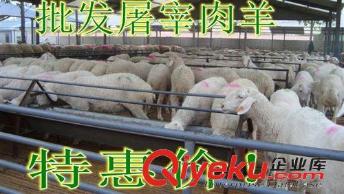 一級(jí)肉羊價(jià)格  南陽市批發(fā)肉羊