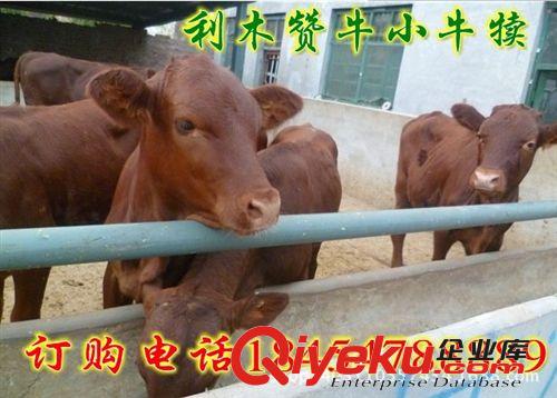 成年肉牛多少錢斤 肉牛養(yǎng)殖技術(shù)