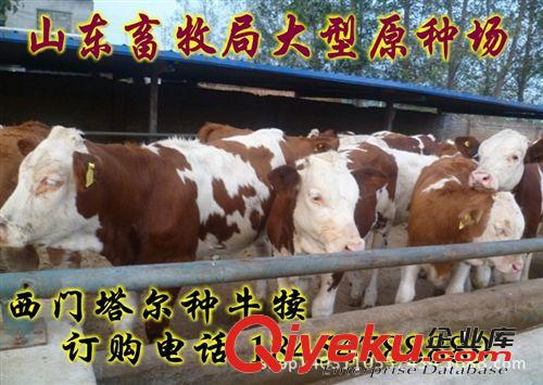 成年肉牛多少錢斤 肉牛養(yǎng)殖技術(shù)