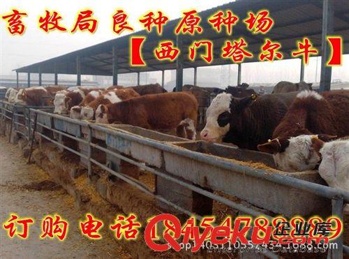 成年肉牛多少錢斤 肉牛養(yǎng)殖技術(shù)原始圖片2