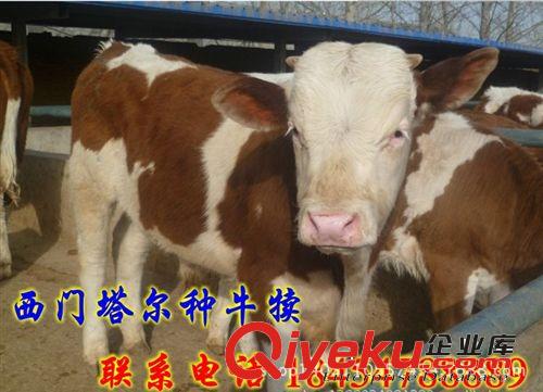 成年肉牛多少錢斤 肉牛養(yǎng)殖技術(shù)