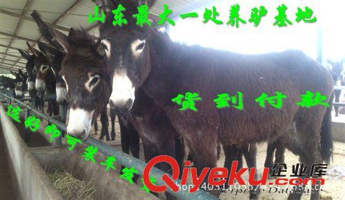 低價出售肉驢良種  天門市母驢如何繁殖