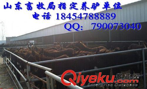 關中肉驢市場價格  鞏義市出售小驢