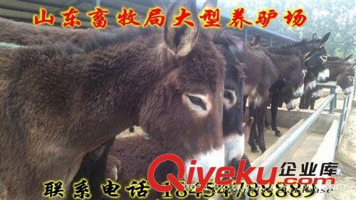 養殖肉驢新技術  深州市三粉肉驢價格