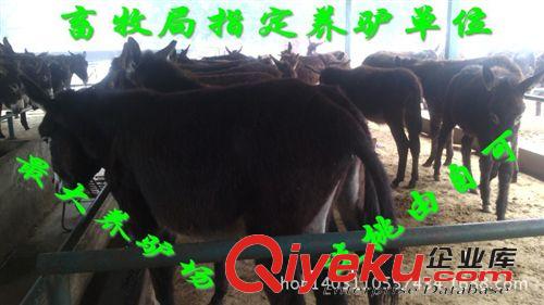 養殖肉驢新技術  深州市三粉肉驢價格
