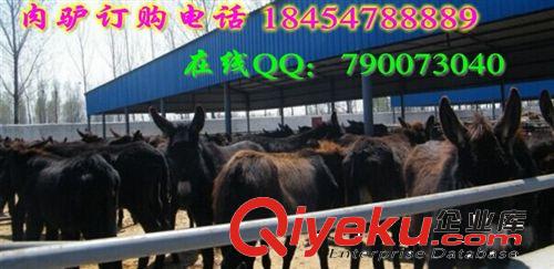 育肥肉驢幾個月出欄  阜陽市肉驢養殖基地