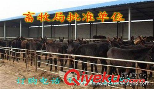 改良三粉驢價格  北流市毛驢價格