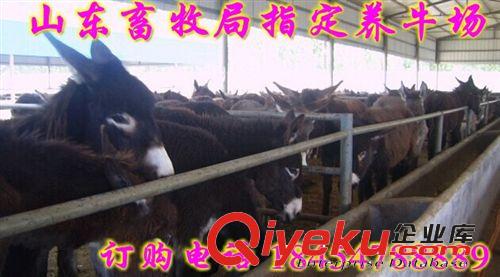 改良三粉驢價格  北流市毛驢價格原始圖片2