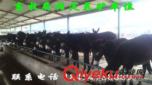 改良三粉驢價格  北流市毛驢價格原始圖片3