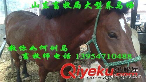 波爾山羊母羊價格 廣東從化市養(yǎng)羊場
