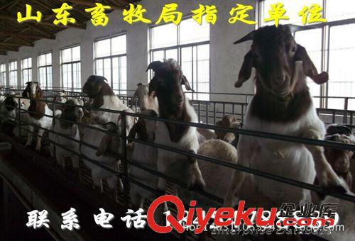 波爾山羊母羊價格 廣東從化市養(yǎng)羊場