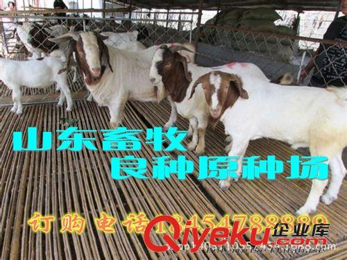 如何預(yù)防波爾山羊疾病 廣東陽(yáng)春市大量直銷(xiāo)羊羔原始圖片3