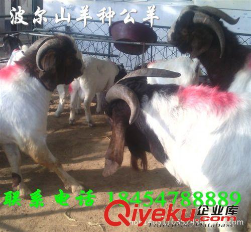 50斤的羊羔多少錢 安徽銅陵市種羊價(jià)格原始圖片2