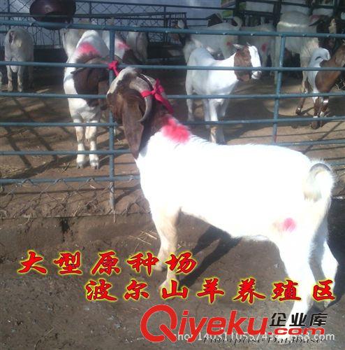 50斤的羊羔多少錢 安徽銅陵市種羊價(jià)格