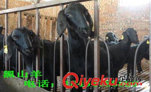 出售波爾山羊價格 四川崇州市現在養羊市場怎么樣