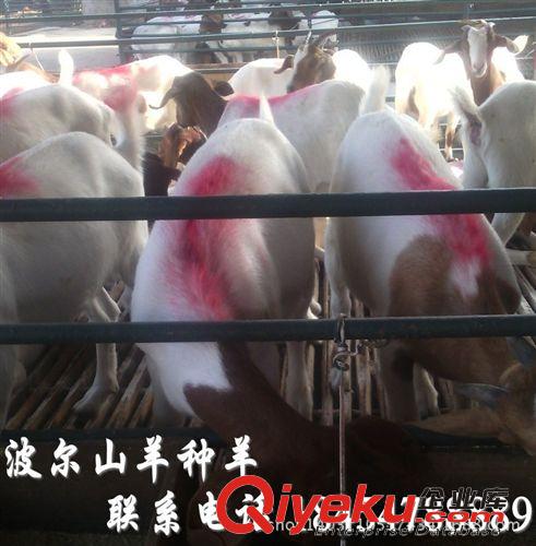 波爾山羊市場價格 貴州畢節市羊舍建設圖片