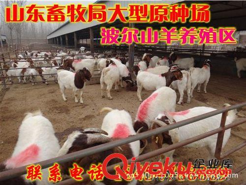 波爾山羊市場(chǎng)價(jià)格 貴州畢節(jié)市羊舍建設(shè)圖片